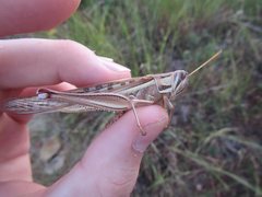 Austracris guttulosa