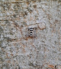 Salticus austinensis