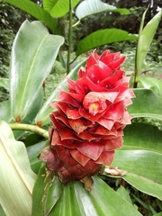 Costus ricus