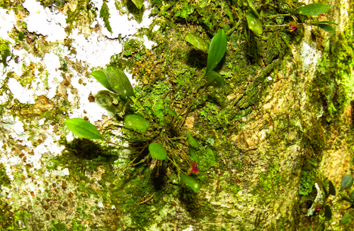 Yunckeri Orchid