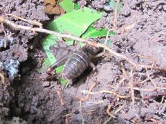 Daintria australicus