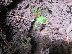 Daintria australicus