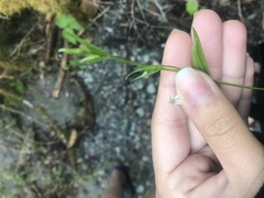 Stellaria calycantha