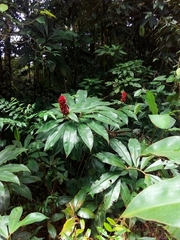 Costus ricus
