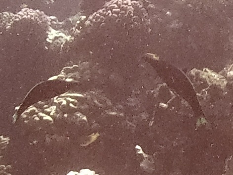 Red Sea Bird Wrasse — seen at this dive site