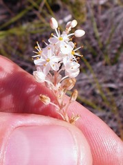 Bulbinella trinervis