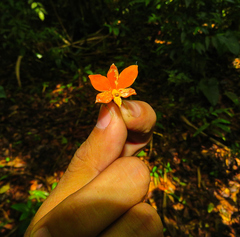 Prosthechea vitellina