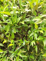 Smilax walteri