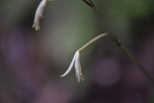 Lecanorchis suginoana iNat (2)