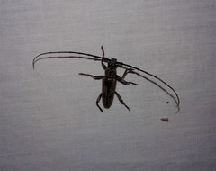 Elaphidion
