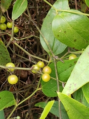 Smilax walteri