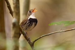 Southern Antpipit photo 5