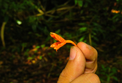 Prosthechea vitellina