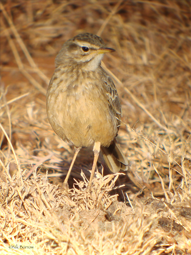 Plain-backed Pipit