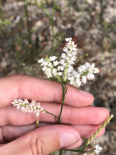 Image of Polygonella fimbriata by (c) Marissa Calvert, some rights reserved (CC BY)
