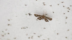 Cymoriza