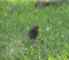 Tiaris olivaceus intermedius