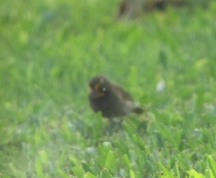 Tiaris olivaceus intermedius