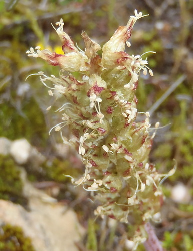 Image of Lachenalia contaminata by (c) Nicola van Berkel, some rights reserved (CC BY-SA)