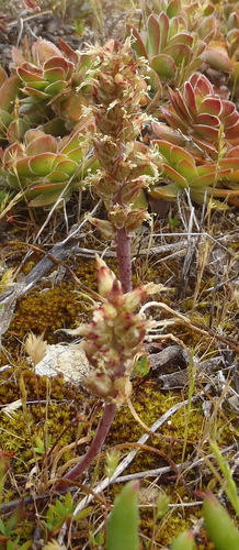 Image of Lachenalia contaminata by (c) Nicola van Berkel, some rights reserved (CC BY-SA)