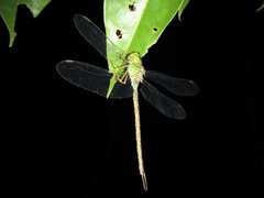 Gynacantha rosenbergi