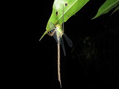 Gynacantha rosenbergi