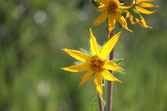 Wyethia arizonica