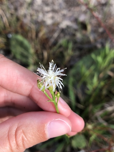 Image of Dalea pinnata by (c) Marissa Calvert, some rights reserved (CC BY)