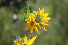 Wyethia arizonica
