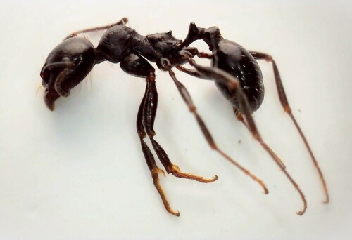 Messor lusitanicus · iNaturalist Canada