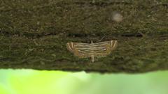 Parapoynx villidalis