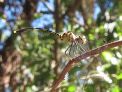 Nannophlebia eludens