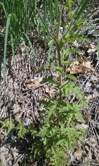 Aureolaria pedicularia