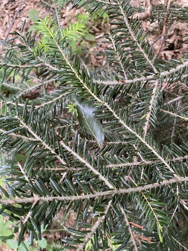 Image of Abies nordmanniana by (c) Илья Руденко, some rights reserved (CC BY)