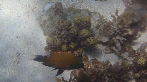 Floral Maori Wrasse (Cheilinus chlorourus)