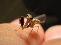 Austromantispa trevori