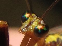 Austromantispa trevori