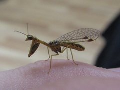 Austromantispa trevori