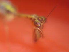 Austromantispa trevori