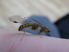 Austromantispa trevori