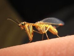 Austromantispa trevori