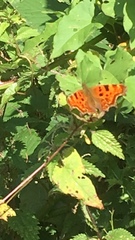 Polygonia c-album