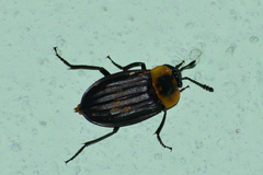 Oxelytrum discicolle