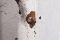 Megaustenia imperator