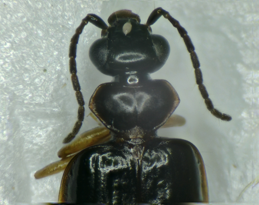 Pentagonica flavipes