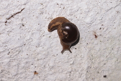 Megaustenia imperator