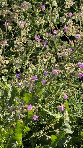 Image of Mirabilis linearis by no rights reserved