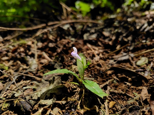 Image of Bonnaya ruelloides by (c) chiuluan, some rights reserved (CC BY)