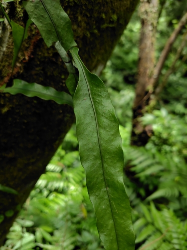 Lepisorus superficialis, photograph 6