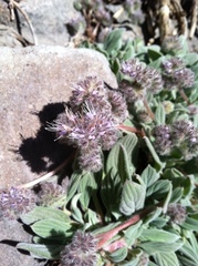 Phacelia hastata compacta